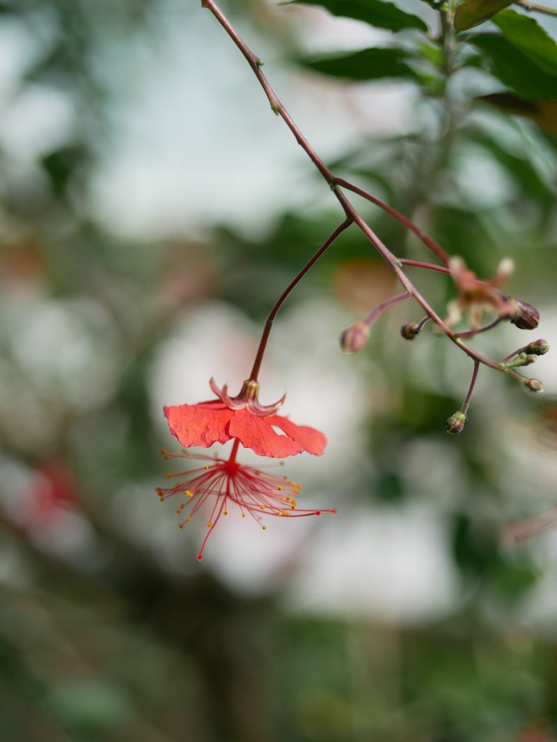 Red flower in shade