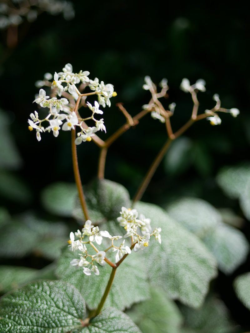 White umbel flowers