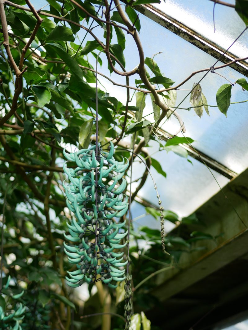 Hanging catkins, Kew Gardens