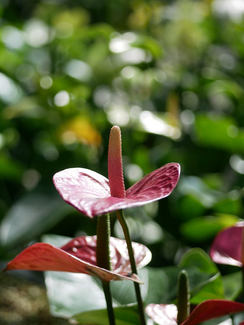 Pink anthurium flower