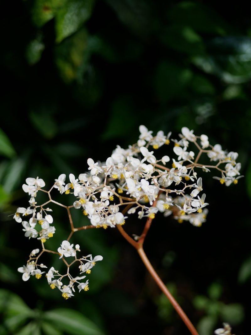 White blossom