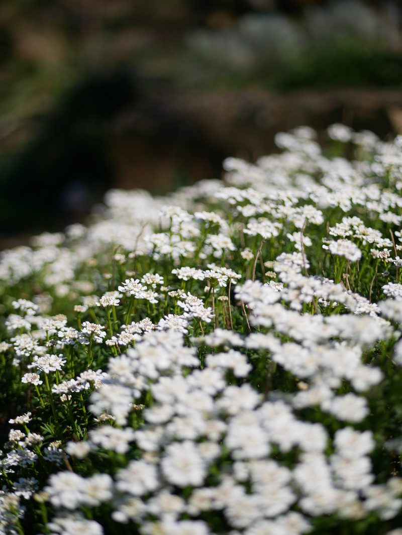 White blossom