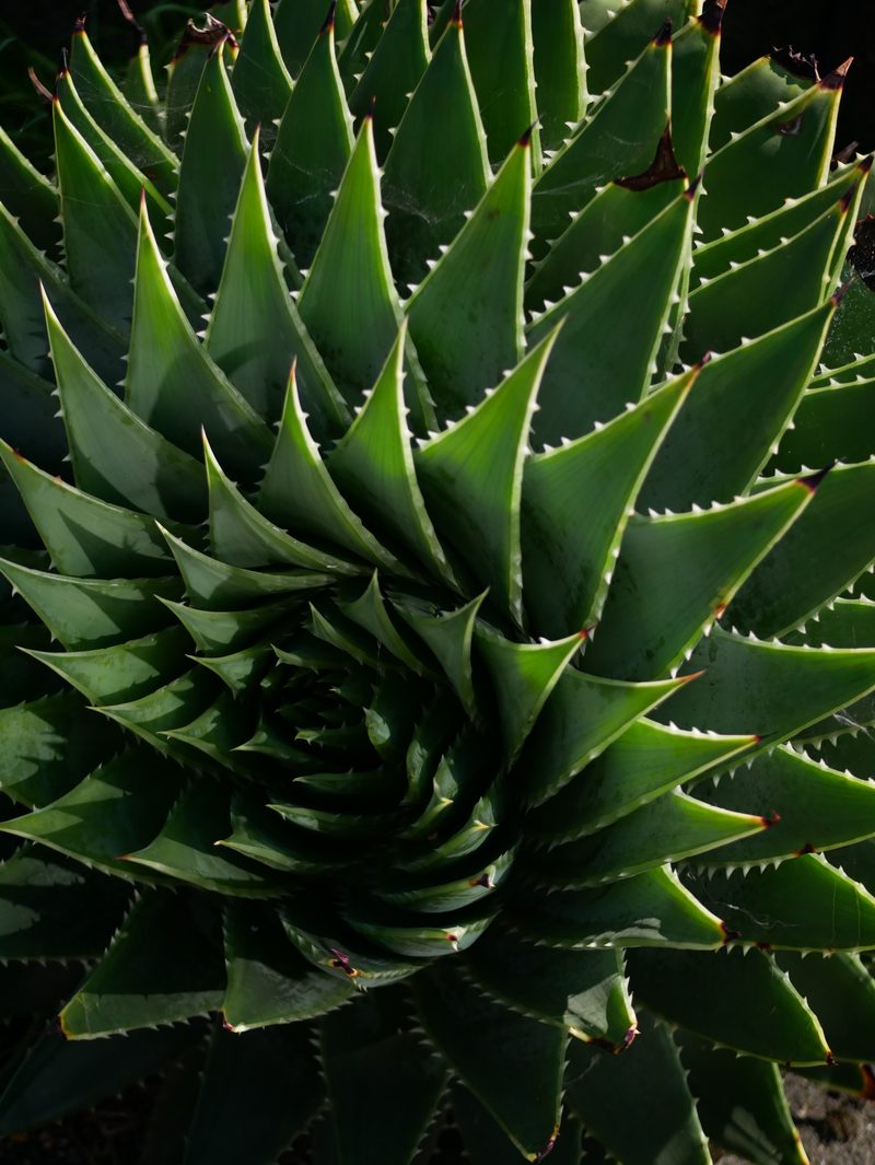 Spiral aloe succulent