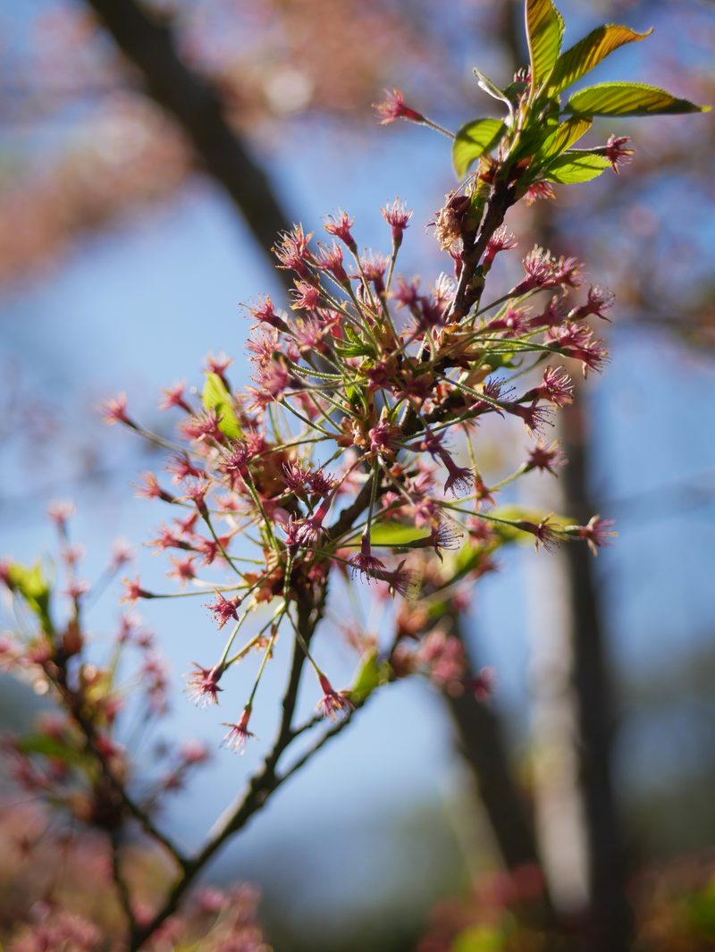 Cherry blossom branch