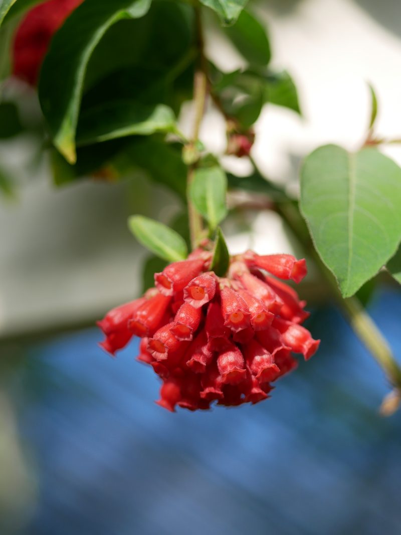 Red pomegranate blossom