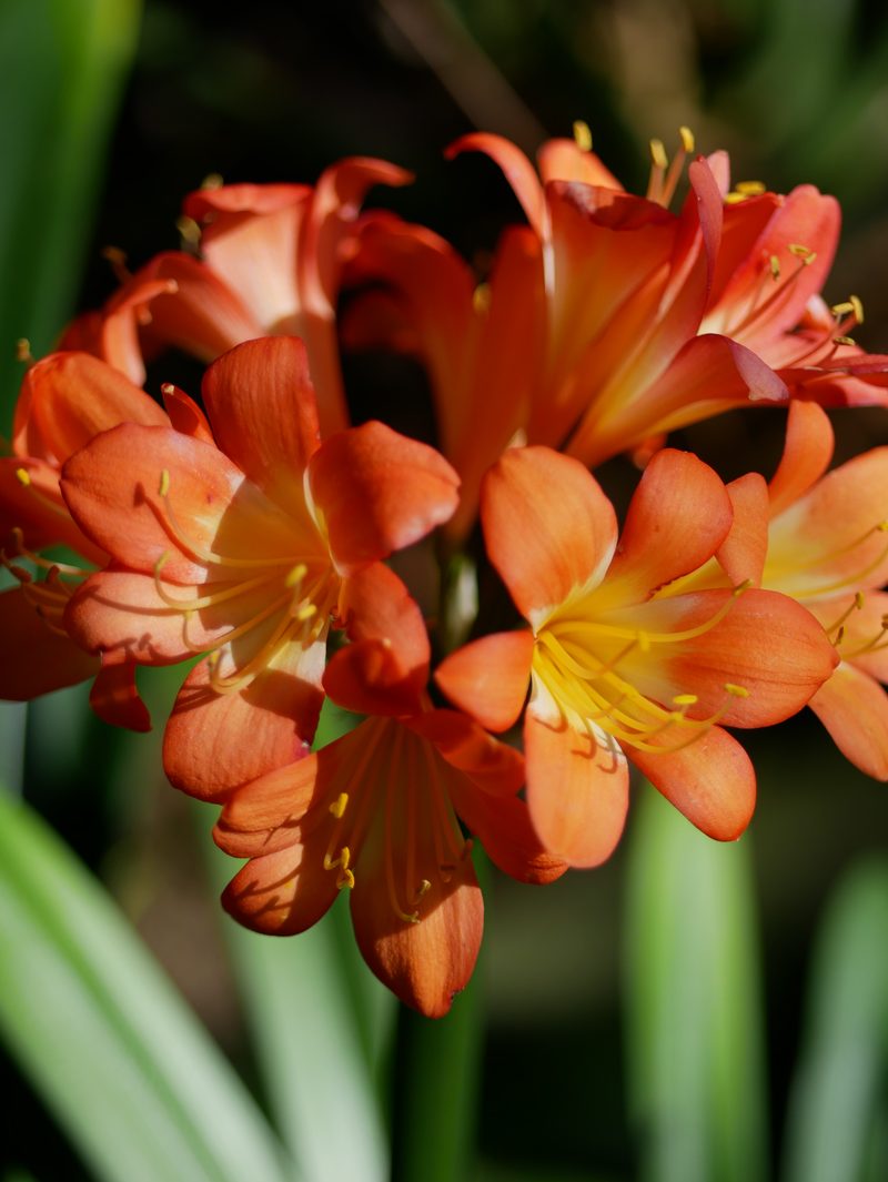 Clivia in bloom