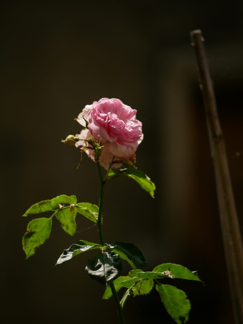 A single rose in low light