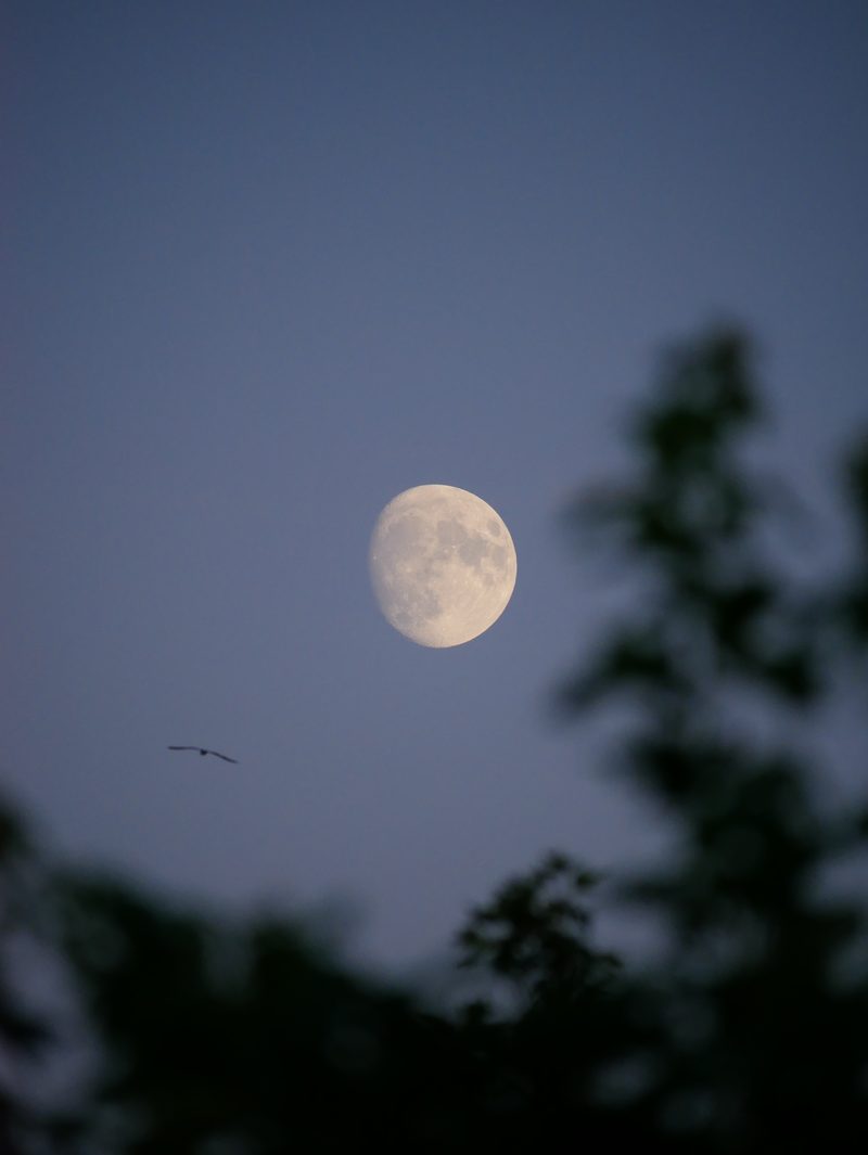 The moon above a tree at dusk